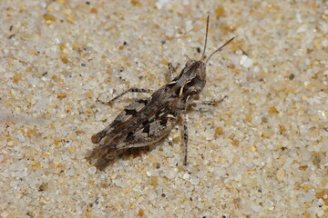 Jago's Cross-backed Grasshopper (Dociostaurus jagoi)