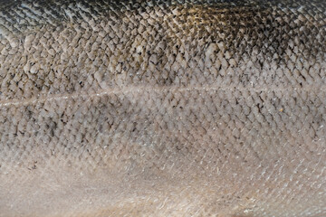 Fresh big salmon. Salmon scales macro shot. 