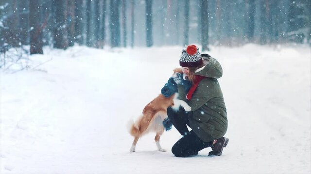 Young happy woman train her border collie dog in snowy winter forest. Doggy wrap itself in blue scarf. Best friends play and having fun. Joyful game and tame. Purebred dog get ready for exhibition.