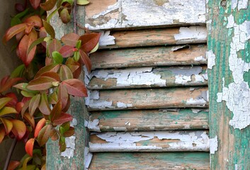 Old shutters and red leaves in the garden. old paint  on a wooden board.