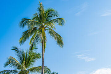 Fototapeta premium Beautiful tropical coconut palm tree with white cloud around blue sky