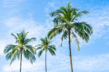 Fototapeta na wymiar Beautiful tropical coconut palm tree with white cloud around blue sky