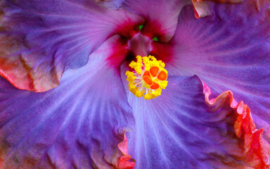 A hibiscus grows in a garden in St. Augustine, Florida in 2020.  © FirstCoastGallery