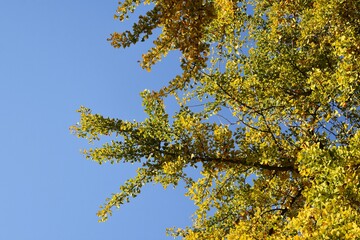 Branches with yellow leaves of Ginkgo biloba, also known as the maidenhair tree, against blue sky.