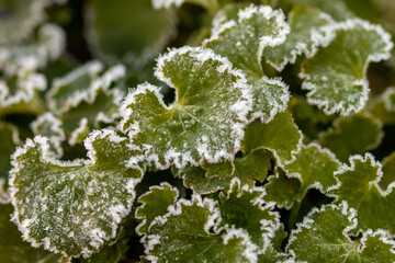 Frost-Blätter