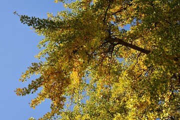 Branches with yellow leaves of Ginkgo biloba, also known as the maidenhair tree, against blue sky.