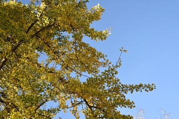 Branches with yellow leaves of Ginkgo biloba, also known as the maidenhair tree, against blue sky.