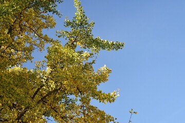 Branches with yellow leaves of Ginkgo biloba, also known as the maidenhair tree, against blue sky.