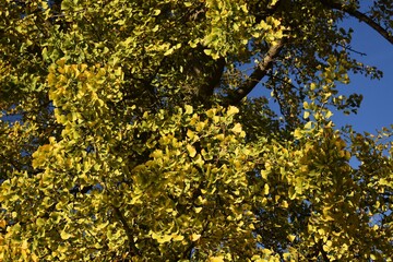 Branches with yellow leaves of Ginkgo biloba, also known as the maidenhair tree.