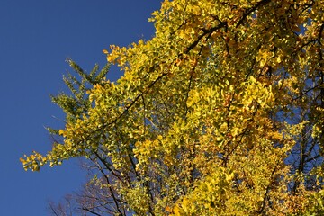 Branches with yellow leaves of Ginkgo biloba, also known as the maidenhair tree, against blue sky.