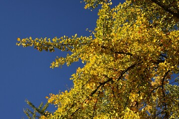 Branches with yellow leaves of Ginkgo biloba, also known as the maidenhair tree, against blue sky.