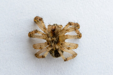 Wolf Spider of the Family Lycosidae close-up.