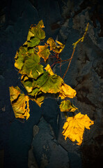 Automne des feuilles de platane