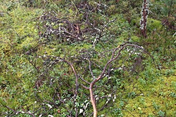 View of the forest in Karelia. Finland. Europe.