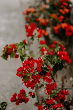 Selective Focus Shot Of Beautiful Red Flowers Blooming In A Garden