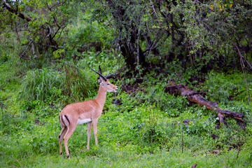 Dorcas Gazelle (Gazella dorcas neglecta) grazing in the rain at Maasai Mara National Park, Kenya.