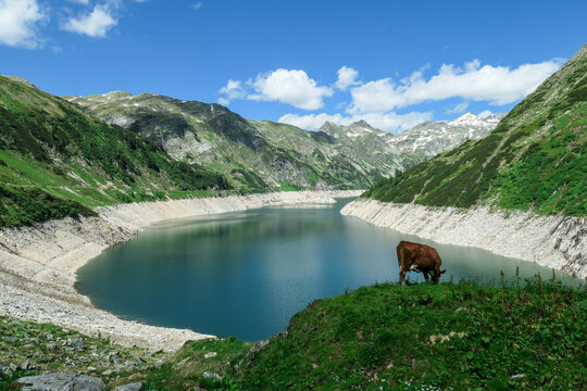 Brown cow grazing at the artificial lake side in high Alps in Austria. The lake stretches over a vast territory, shining with navy blue color. The dam is surrounded by high mountains. Natural habitat