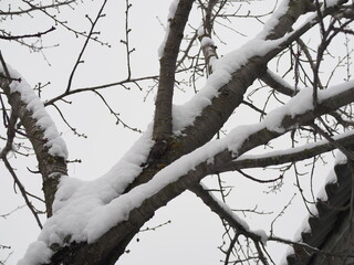 The trunk of the tree is covered with snow in winter.