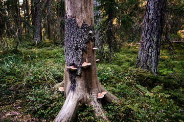 A tree in the Finnish forest with tree with some mushrooms living on it - 395978923