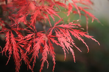 Japanischer Fächerahorn in Herbstfärbung, Acer palmatum