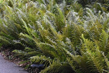 Fern leaves, Polypodiopsida or Polypodiophyta, in the park.
