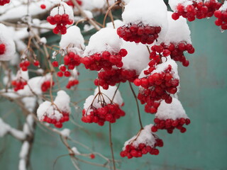 Red viburnum in winter. Red clusters of viburnum berries under the snow. Brush viburnum in the winter. Snow on the berries. Winter in the village. White snow and red berries.