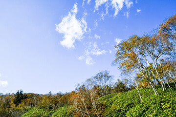 Obraz premium 秋の知床 知床横断道路沿いの紅葉（北海道・羅臼町）