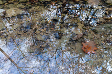 Trees reflecting in a calm water surface