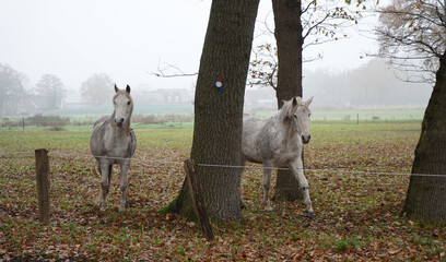Two curious white grey horses on a foggy day. They have just approached the fence. 
