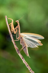 insect Mantis religiosa  sits on plant on a summer day