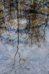 Trees reflecting in a calm water surface
