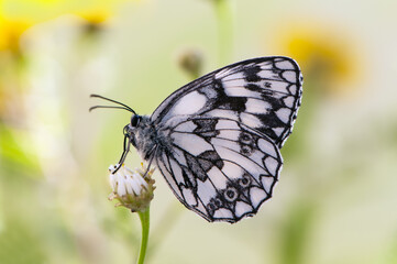 Fototapeta na wymiar Melanargia galathea butterfly on a daisy flower on a summer day in a forest glade