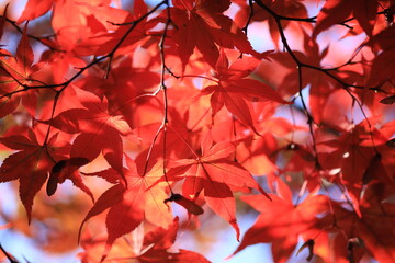 Blätterdach eines Ahorns in roter Herbstfärbung