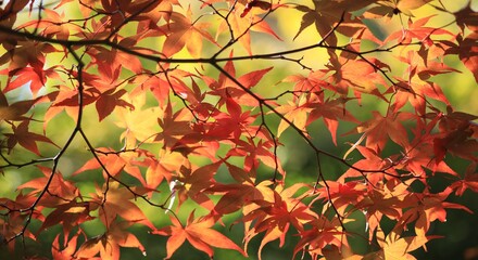 Ahornast in herbstlichem rot orange mit frisch grünem Hintergrund