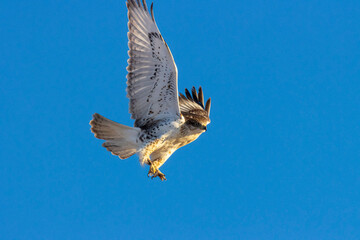 Red Tailed Hawk in the Pike National Forest