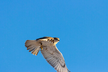 Red Tailed Hawk in the Pike National Forest