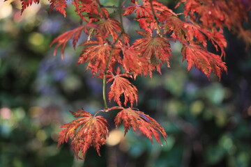 Acer Aconitifolium, Eisenhutblättriger Ahorn im Herbst
