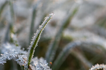 Morning icing of white ice crystals on a blade of grass.
