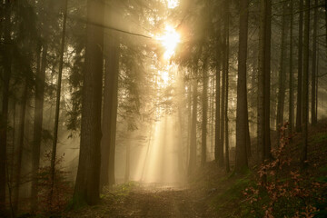 Fototapeta premium with sun-rays flooded fog forest - dreamlike light and mood