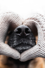 Face of German shepherd dog close up of puzzle or calendar. Black leather dog nose in the heart of hands in knitted beige mittens. Warming up for winter. Valentine day with man best friend dog.