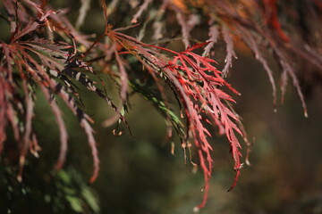 Rote Acer palmatum Blätter im Herbst, Makro