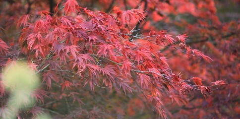 Ahornbaum im Herbst mit rotem Laub