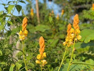 yellow flower in the tree
