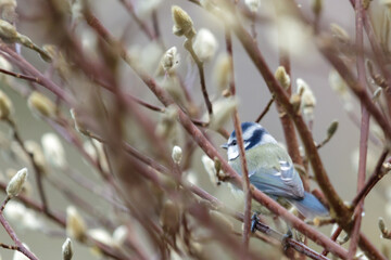 Blue tit looking for food in a tulip tree.