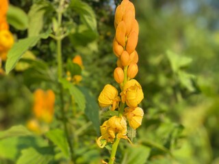 yellow flower in the tree