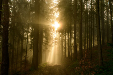 with sun-rays flooded fog forest - dreamlike light and mood