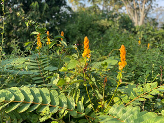 flowers in the grass green tree branch of a tree yellows  beautiful flowers
