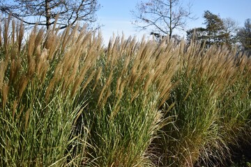 Ornamental plant of Miscanthus Sinensis Malepartus or Chinese silver grass, in the garden.