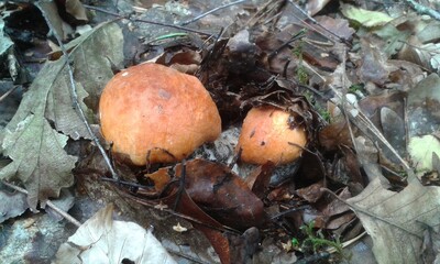 leśne zbiory © Agnieszka