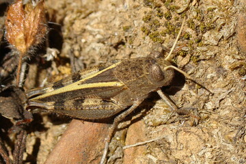 Barbarian Grasshopper (Calliptamus barbarus)